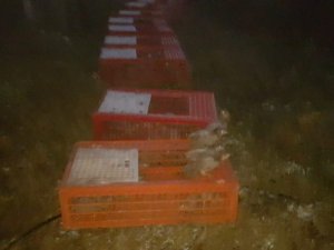 Bursa’da tabiata bin sülün salındı
