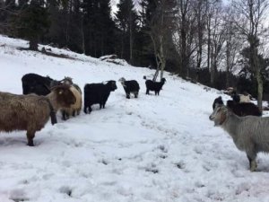 20 bin küçükbaş hayvan aşılanacak