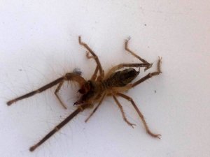 Konya’da bir evde ortaya çıkan “et yiyen örümcek” paniğe neden oldu