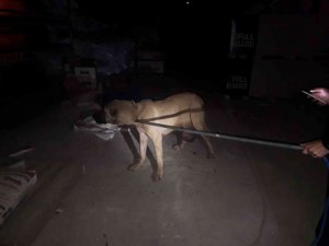 Mahalle bekçilerinin bulduğu yaralı köpek tedaviye alındı