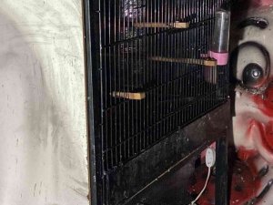 Bayrampaşa’da pet shopta yangın: Çok sayıda hayvan telef oldu