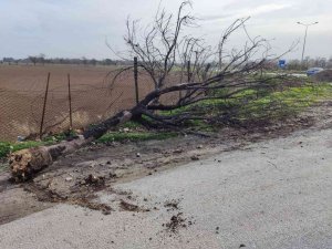 Eskişehir’de şiddetli rüzgâr ağaç devirdi