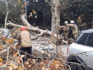 Beşiktaş’ta şiddetli rüzgarla devrilen ağaç, otomobilin üzerine düştü