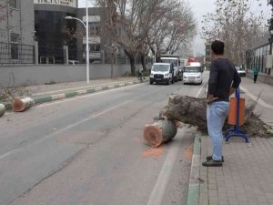 Bursa’da lodos çınar ağacını minibüsün üzerine devirdi