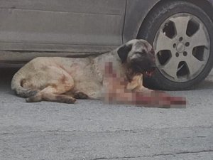 Silahla köpeği yaralayan şahıs yakalandı