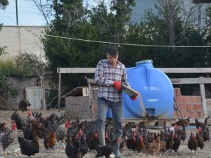 Afgan Ramazani Sinop’ta yumurta üretimi yapıyor
