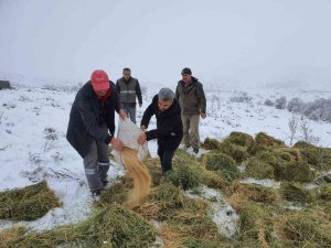 Karaman’da, Anadolu yaban koyunları ile yılkı atlarına yem desteği