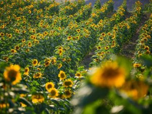 Kahramankazan Belediyesi’nden çiftçilere yüzde 75 hibeyle yağlık ayçiçeği tohumu desteği
