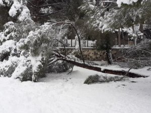 Kar yağışına dayanamayan ağaçlar kökünden sökülerek devrildi
