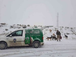 Polis ekipleri zorlu kış şartlarında sokak hayvanlarını unutmadı