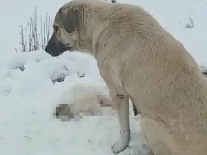 Anne köpek ölen yavrusunun başından ayrılmadı
