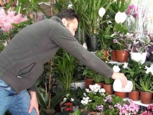 Kışın evde çiçek ve süs bitkisi bakımı daha kolay