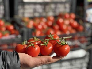 Rusya-Ukrayna savaşı domates ve salatalık fiyatlarını düşürdü