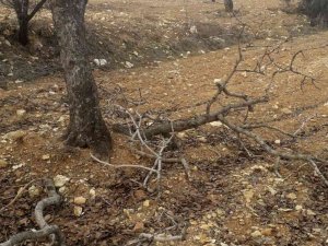 Besni’de kimliği belirsiz şahıslar fıstık ağaçlarına zarar verdi