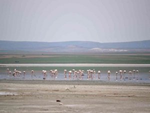 Düden Gölü’ne flamingolar gelmeye başladı