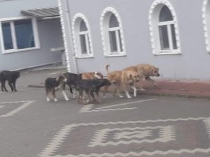 Başıboş gezen sokak köpekleri tedirgin ediyor