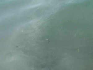 Kanlıca Sahilinde suyun rengi değişti: ’Kanalizasyon borusu patladı’ iddiası
