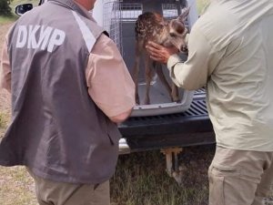 Beypazarı’nda bulunan geyik yavrusu yaban hayatına bırakıldı