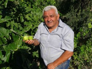 Erkenci incir üreticinin yeni gelir kapısı oldu