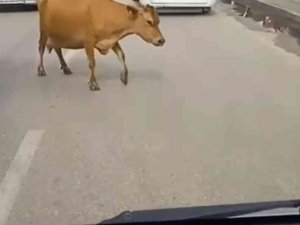 Ana yola inen inekler araç sürücülerine zor anlar yaşattı