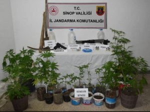 Sinop’ta yasa dışı kenevir yetiştiren 2 şahıs yakalandı