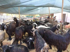 Marmaris’te kurbanlık hayvan satışları başladı