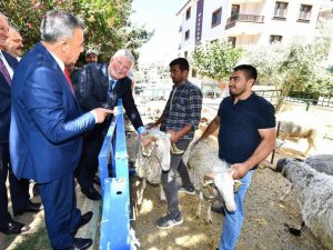 İzmir Büyükşehir Belediyesinin küçükbaş üreticisine desteği sürüyor