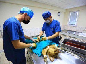 26 Bin 529 hayvanı tedavi edildi