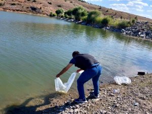 İhsaniye’de baraj ve göletlere 25 bin yavru balık bırakıldı