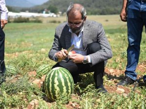 Tarsus’ta hasadı yapılan karpuzlar halka ücretsiz dağıtılacak