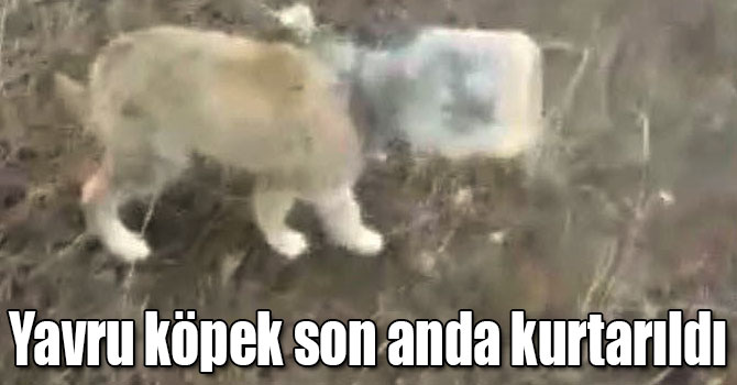 Kars'ta kafası bidona sıkışan yavru köpek son anda kurtarıldı