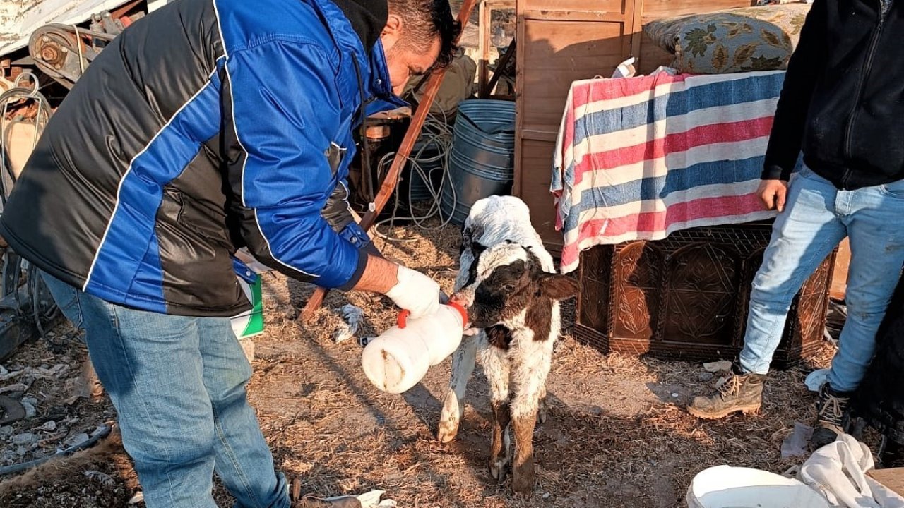 Iğdırdan deprem bölgesine giden veteriner hekimler geri döndü