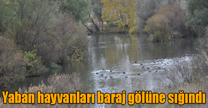 Kuyucuk Gölü kurudu, yaban hayvanları baraj gölüne sığındı