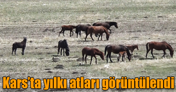 Kars’ta yılkı atları görüntülendi