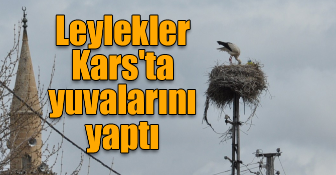 Leylekler Kars'ta yuvalarını yaptı