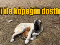 Kedi ile köpeğin kalpleri ısıtan dostluğu görenleri şaşırtıyor