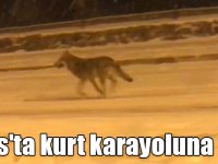 Kars'ta kurt karayoluna indi