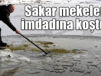 Donan Çıldır Gölü'nü terk etmeyen sakar mekelerin imdadına koştular