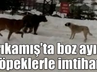 Sarıkamış’ta boz ayının köpeklerle imtihanı