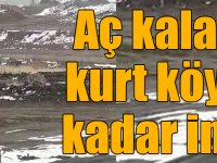 Aç kalan kurt köye kadar indi