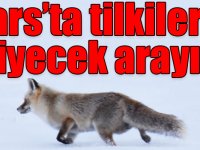 Kars’ta tilkilerin yiyecek arayışı