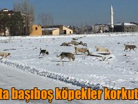 Kars’ta başıboş köpekler korkutuyor!
