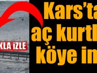 Kars’ta aç kurtlar köye indi