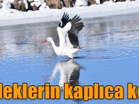 Kars'tan göç etmeyen leyleklerin kaplıca keyfi