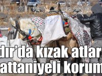 Çıldır’da kızak atlarına battaniyeli koruma