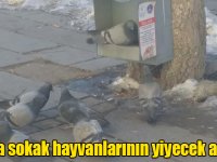 Kars'ta sokak hayvanlarının yiyecek arayışı!