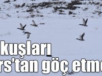 Dondurucu soğuğa rağmen su kuşları göç etmedi