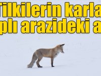 Tilkilerin karla kaplı arazideki avı renkli görüntüler oluşturdu