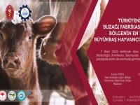 Bölgenin en büyük büyükbaş hayvancılık çalıştayı Kars’ta düzenlenecek