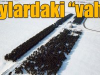 Bozkırdaki rayları saran sıralı çamlar beyaz örtüyle bir başka güzel